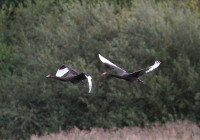 RSPB Bowling Green Marsh